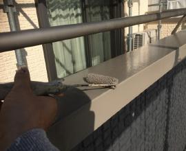 積水ハウス施工のお住まいの